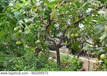 Guava Fruits. Myrtaceae Tropical Fruit Tree. The Fruits Are Edible, And The Leaves Contain Polypheno