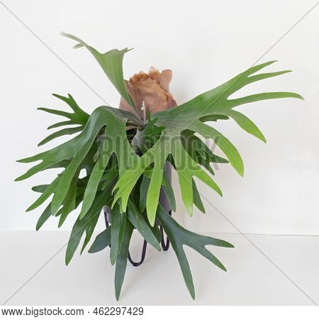 Maturing Staghorn Fern With Large 12 Inch Frond, Front View