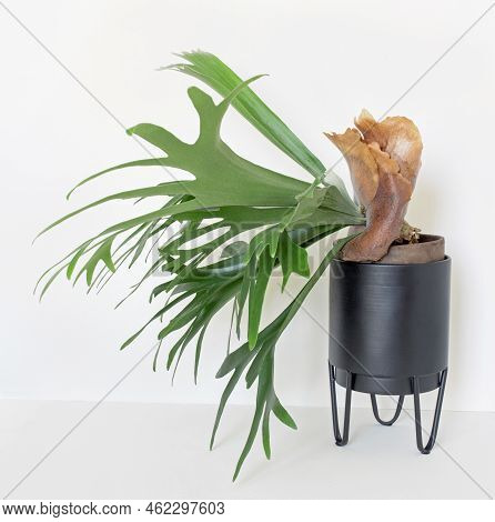 Maturing Staghorn Fern With Large Brown Sterile Shield, Left Side