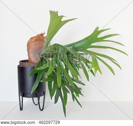 Maturing Staghorn Fern With Large Brown Sterile Shield, Right Side