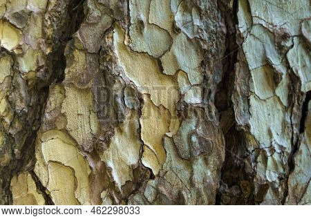 The Texture Of The Bark Of A Plane Tree Close-up. Backgrounds And Textures