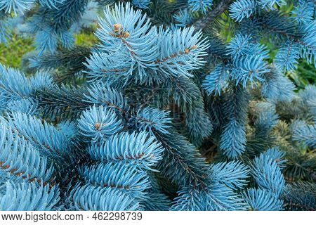 Pine Branches With Young Light Blue Needles, Close-up. Natural Background From Young Pine For A Post