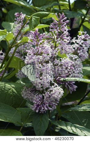 Borboletas em flores lilás