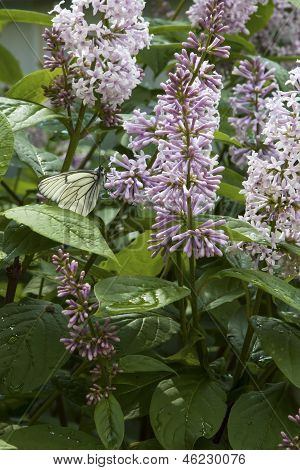 Borboletas em flores lilás