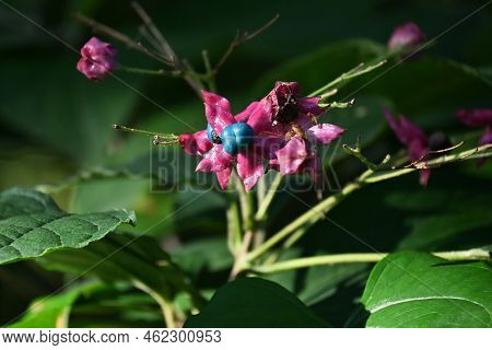 Harlequin Glory Bower Berries. Lamiaceae Deciduous Tree. Blooms From July To August With Red Sepals 