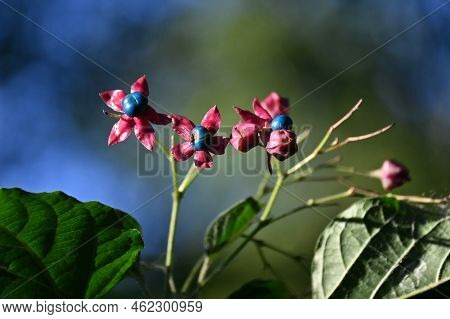 Harlequin Glory Bower Berries. Lamiaceae Deciduous Tree. Blooms From July To August With Red Sepals 