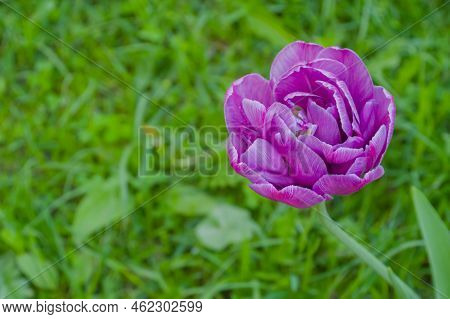 One Purple Tulip Negrita Double Flower Against Blurred Green Grass Background - Close Up, Copyspace.