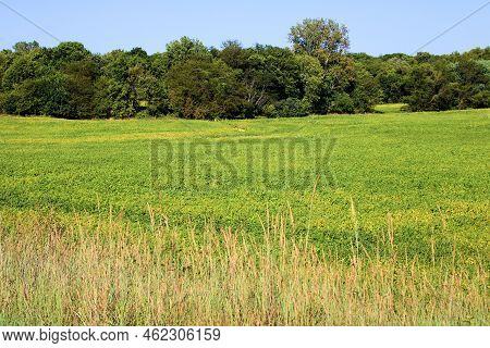 Lush Grasslands Surrounding A Deciduous Forest Taken On The Prairie At The Rural Countryside In Atch