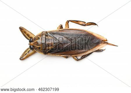 Giant Water Bug Isolated On White Background, Water Bug Lethocerus Indicus - Belostomatidae