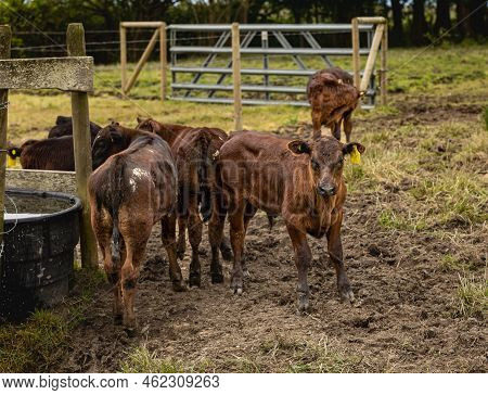 Cow Calfs At The Local Farm. Groupe Of B Rown Cow Calfs Standing Outside A Barn On A Farm