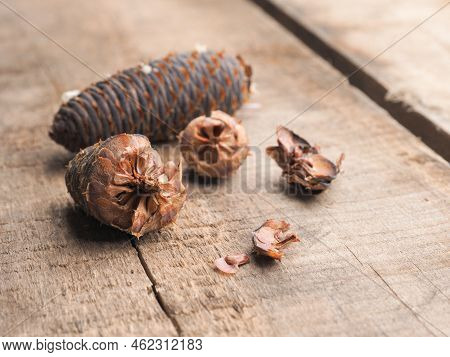 Korea Fir Seeds On A Wooden Garden Table, Forestry And Landscaping Concept