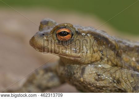 Closeup On The Head Of A Male Common European Toad, Bufo Bufo In The Garden