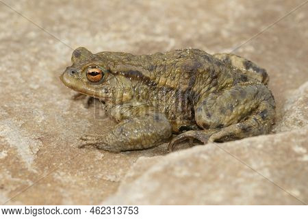 Closeup On An Adult Male Common European Toad, Bufo Bufositting On A Stone In The Garden