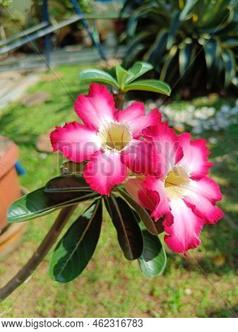 Plumeria Pink White Flower Plant In A Garden Close Up Photo Shoot.