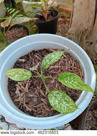 Green Aglaonema Flower Plant Close Up Photo Shoot In A White Pot. Green Leaf Photo In White Pot.