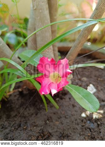 Japan Kemboja Flower Plant Close Up Shoot In A Garden. Pink White Plumeria Flower.