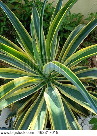 Agave Desmettiana Plant Close Up Photo Shoot In A Garden. Spike Green Flower Plant.