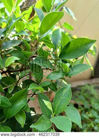Green Leaf Plant Close Up Shoot In A Garden. Ficus Nitida Green Plant Closer Look.