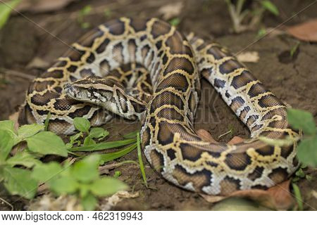 Snake Burmese Python, Python Molurus Bivittatus In The Wild