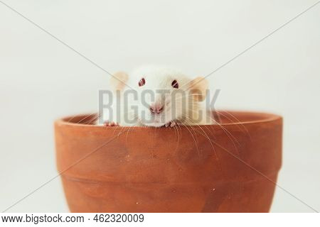 White Rat Dumbo With Red Eyes Sitting In Ceramic Pot On White Background And Looking To Carema. Labo