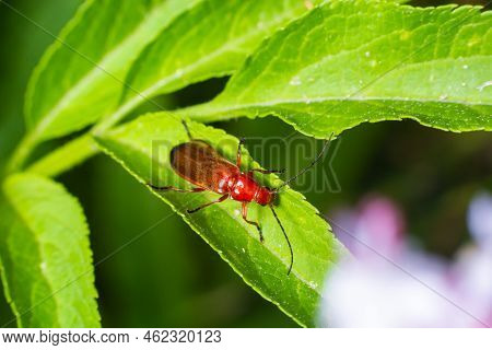 Rhagonycha Fulva, The Common Red Soldier Beetle On A Leaf Of Grass. Macro Shot, Beautiful Blurred Ba