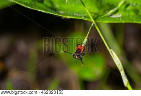 A Dangerous Parasite And Infection Carrier Mite Sitting On A Green Leaf