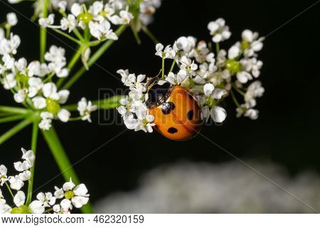 Ladybug, Ladybird, Coccinella Septempunctata On White Flowers