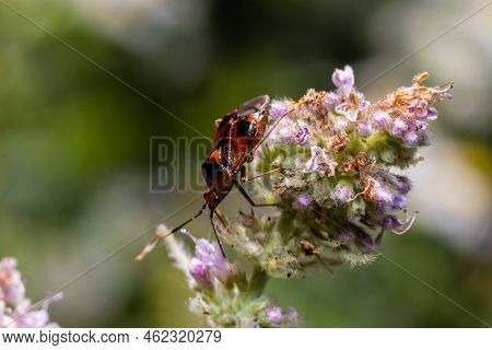 Closeup On A Small Mirid Bug, Deraeocoris Ruber , Hanging On A Green Leaf In The Garden