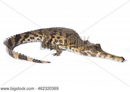 False Gharial (tomistoma Schlegelii),isolated On White Background