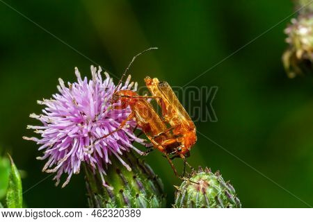The Common Red Soldier Beetles On The Blooming Purple Flower Of Spear Thistle Cirsium Vulgare Close-