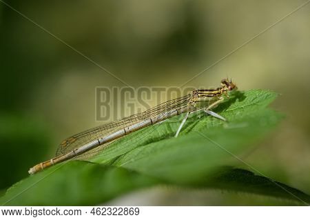 A Common Winter Damselfly (sympecma Fusca) Resting On A Leaf, Springtime, Vienna (austria)