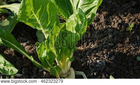 Image Of Silverbeet Field.  Silverbeet Or Swiss Chard Growing In Vegetable Garden.