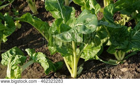 Image Of Silverbeet Field.  Silverbeet Or Swiss Chard Growing In Vegetable Garden.
