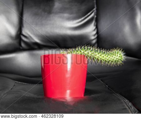Red Potted Cactus On A Leather Office Chair. Diseases In Men Associated With A Sedentary Lifestyle, 