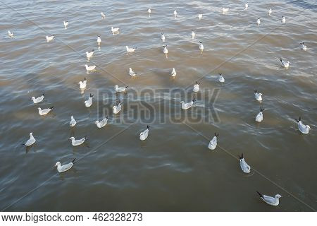 A Large Flock Of Seagulls Floated On The Water.