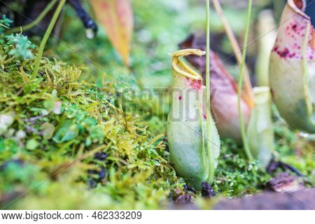 Carnivorous Pitcher Plants Or Monkey Cups In The Garden