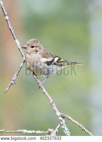 Chaffinch Young On A Branch In The Forest. Brown, Gray, Green Plumage. Small Songbird In Nature. Ani