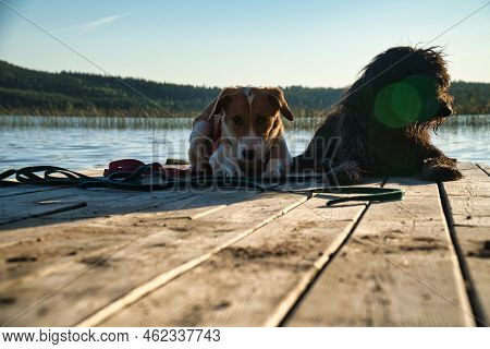 Dog Lovers Lying On A Jetty And Looking At The Lake In Sweden. Goldendoodle And Mixed Breed. Animal 