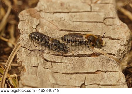 Closeup On A Male And Female Viper's Bugloss Mason Bee, Hoplitis Adunca, Sunbathing On A Peice Of Wo