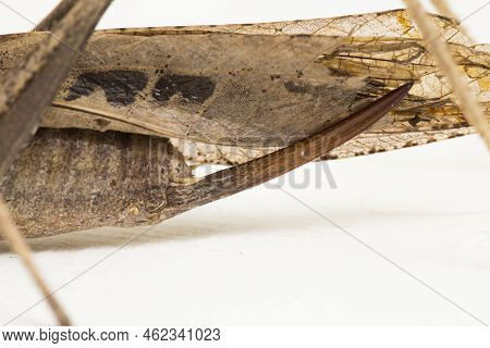Brown Grasshopper Mecopoda Elongata Isolated On White Background