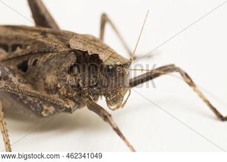 Brown Grasshopper Mecopoda Elongata Isolated On White Background
