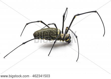 Giant Wood Spiders Or Golden Orb Web Spider, Nephila Maculata - Isolated On White Background