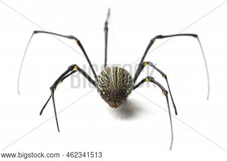 Giant Wood Spiders Or Golden Orb Web Spider, Nephila Maculata - Isolated On White Background