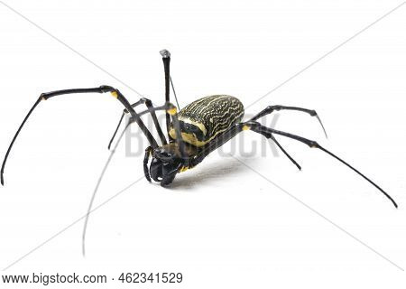 Giant Wood Spiders Or Golden Orb Web Spider, Nephila Maculata - Isolated On White Background