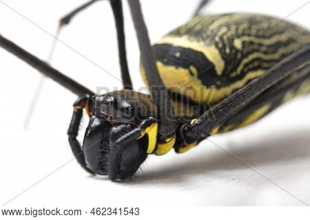 Giant Wood Spiders Or Golden Orb Web Spider, Nephila Maculata - Isolated On White Background