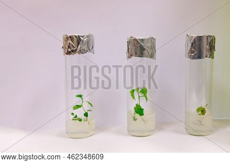 Cloned Micro Plants In Test Tubes With Nutrient Medium. Micropropagation Technology In Vitro.
