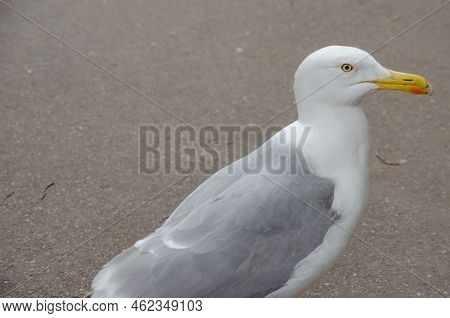 A Large White Gull On The Ground, A Portrait Of A Seagull