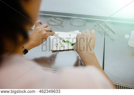 Graftage Of Micro Plants In Laboratory Of Biotechnology For In Vitro Cultivating In Test Tube