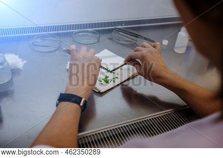 Graftage Of Micro Plants In Laboratory Of Biotechnology For In Vitro Cultivating In Test Tube