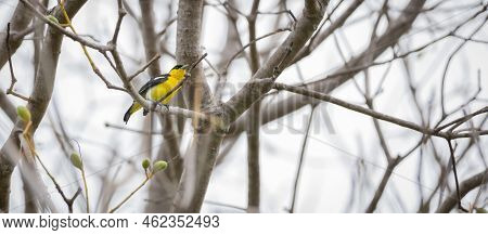Common Iora (aegithina Tiphia) Male Perch On A Tree Branch Against The Clear White Sky Background.